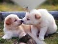 Fotos de Cachorros