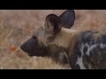 Tribal conflict - Wild dogs and hyaenas