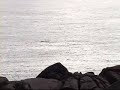 Scilly Minke Whale 18/10/2009