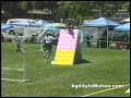 AKC Trial -- Redwood Belgian Tervian Agility Trial