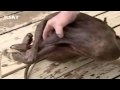Dead Chupacabras Found in Texas?