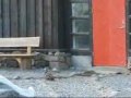 Ung æðarkolla og verðandi móðir