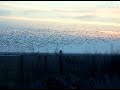 Migratory Bird Swarm