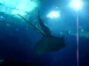 Stingray Fly by