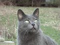 Birdwatching with Ogami
