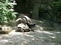 tortoise-coitus.html
