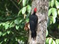 White-bellied Woodpecker.AVI