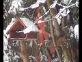 sneeuw-eekhoorn - snowy squirrel
