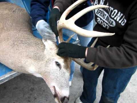how to harvest deer antlers