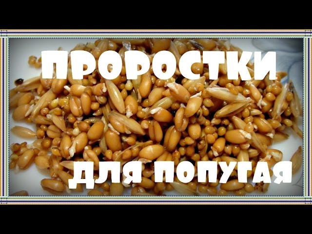 Готовим ПРОРОСТКИ для попугая. Пророщенный корм.