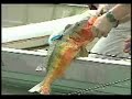 pesca extrema amazonas
