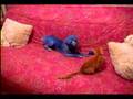 Caniche video