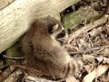 Chirpy Baby Raccoon