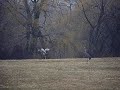 Sandhill Crane Mating Dance