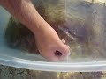 how and why puffer fish blow up