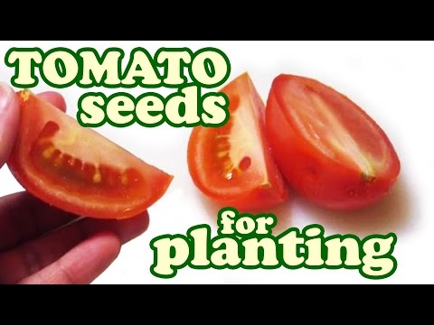 how to dry tomato seeds to plant