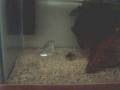 Newts1.wmv