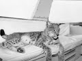 Harry the 60 lb. Guard Cat at http://www.kidsstories.us