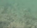 anguillina 4 pezzi affondante