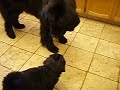 Sophie teaching Addie the bear growl