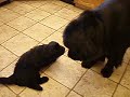 Sophie teaching Addie the bear growl