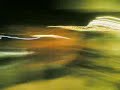 ratel