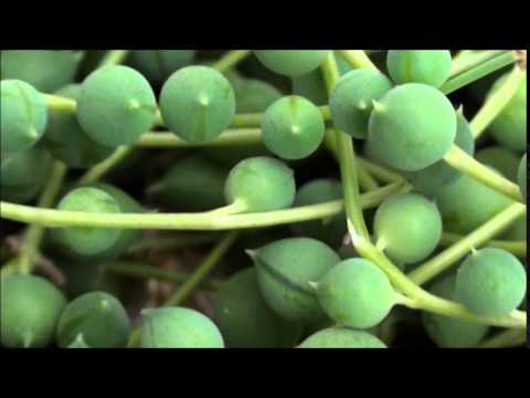how to plant string of pearls