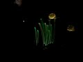 magical fountain part 2