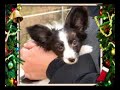 Christmas Doggydance Christmas Doggydance