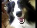 shetland sheepdog?sheltie??????????????????????????By?????