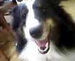 shetland sheepdog sheltie シェットランドシープドッグ(シェルティー)のハナ(Byケイタイ)