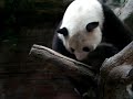Panda bear in Beijing Zoo 1