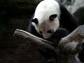 Panda bear in Beijing Zoo 1