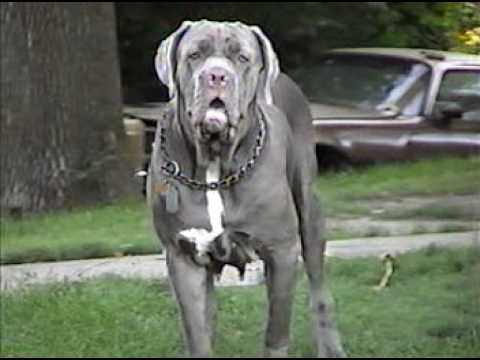 neapolitan mastiff
