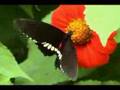 Assistir ao v�deo