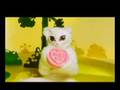 Pumkin Soup - Kate Nash