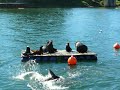 Seals in Valdavia Harbour!