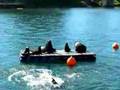 Seals in Valdavia Harbour!