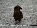 the kea   a flightless ?  parrot of nz