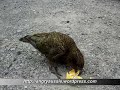 The Kea - A Flightless(?) Parrot of NZ