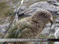 the kea   a flightless ?  parrot of nz