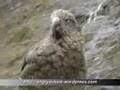 The Kea - A Flightless(?) Parrot of NZ