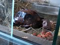 Emil - Die Schildkr�te