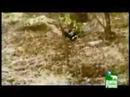 Tigress vs Bear. Tigress destroys bear. Tigress vs Bear. Tigress destroys bear.