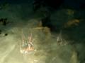videos de Malediven Shark-feeding