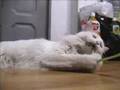 turkish angora playing with green string 2