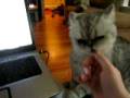 Mushi being adorable, part 2