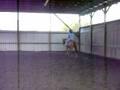 videos de Red Dun Jet3