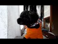 Click here to watch this video トイプードル犬 ぽぽ これから散歩に出かけます