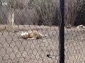 Lion Cubs playing Lion Cubs playing